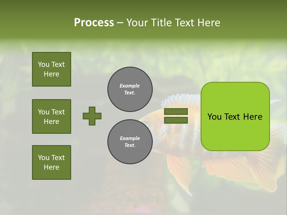 Beautiful African Cichlid (Red Peacock) Swimming In The Aquarium. Lots Of Bright Orange. PowerPoint Template