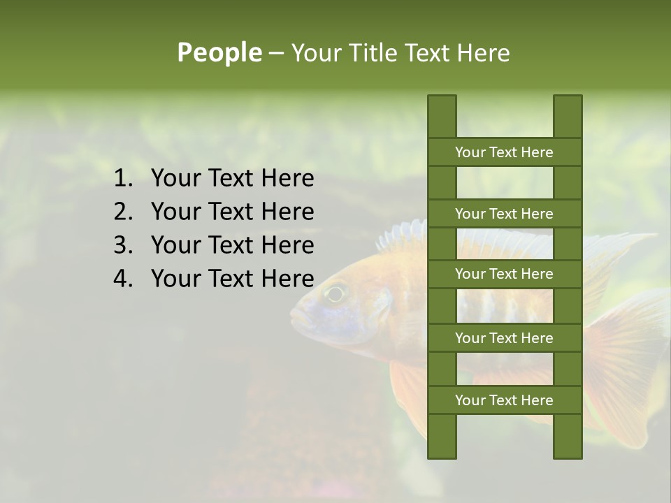 Beautiful African Cichlid (Red Peacock) Swimming In The Aquarium. Lots Of Bright Orange. PowerPoint Template