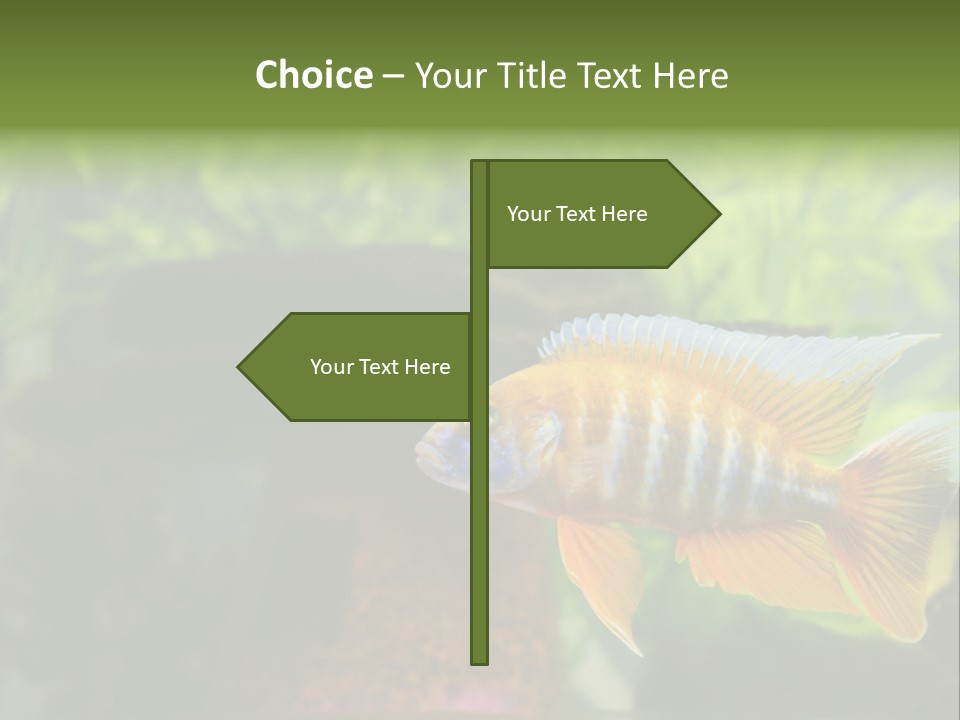 Beautiful African Cichlid (Red Peacock) Swimming In The Aquarium. Lots Of Bright Orange. PowerPoint Template