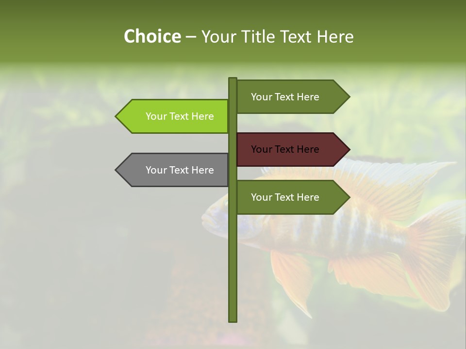 Beautiful African Cichlid (Red Peacock) Swimming In The Aquarium. Lots Of Bright Orange. PowerPoint Template