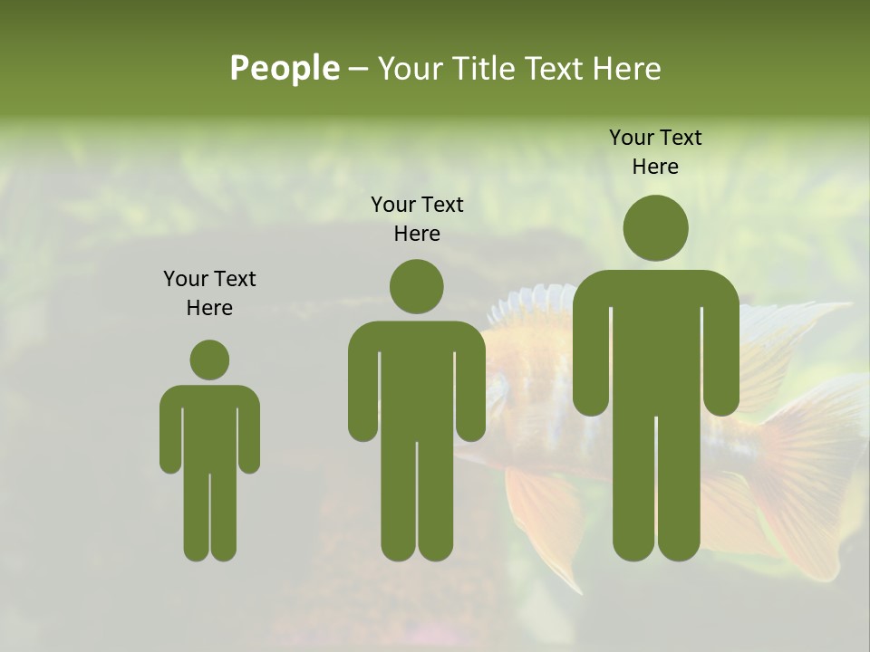 Beautiful African Cichlid (Red Peacock) Swimming In The Aquarium. Lots Of Bright Orange. PowerPoint Template