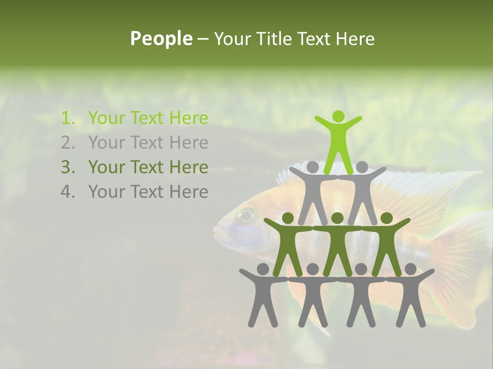 Beautiful African Cichlid (Red Peacock) Swimming In The Aquarium. Lots Of Bright Orange. PowerPoint Template