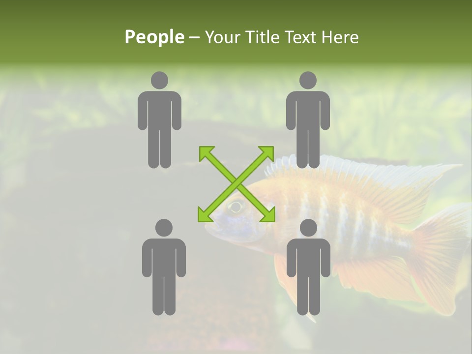 Beautiful African Cichlid (Red Peacock) Swimming In The Aquarium. Lots Of Bright Orange. PowerPoint Template