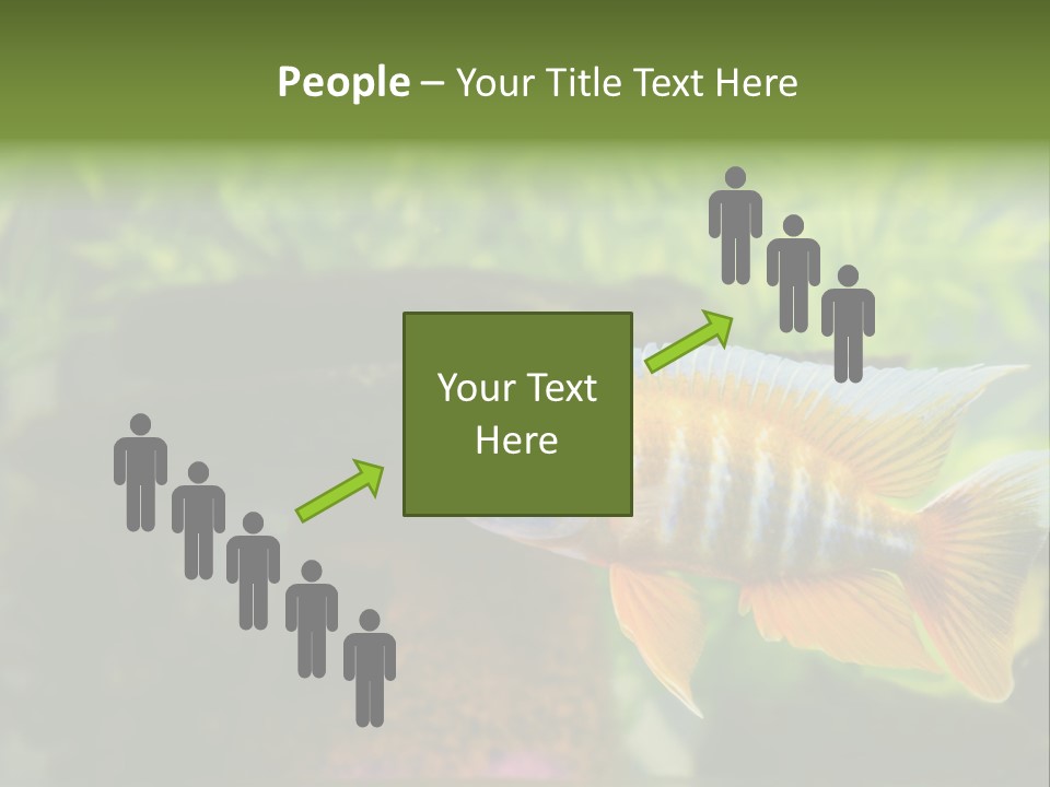 Beautiful African Cichlid (Red Peacock) Swimming In The Aquarium. Lots Of Bright Orange. PowerPoint Template