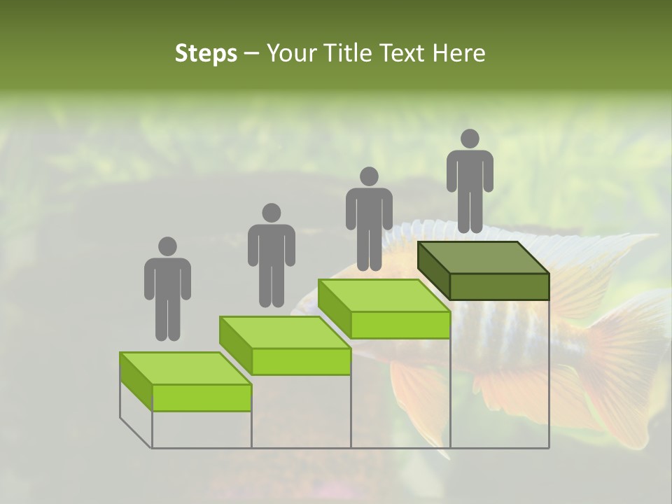 Beautiful African Cichlid (Red Peacock) Swimming In The Aquarium. Lots Of Bright Orange. PowerPoint Template