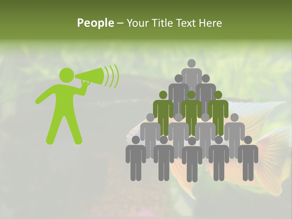 Beautiful African Cichlid (Red Peacock) Swimming In The Aquarium. Lots Of Bright Orange. PowerPoint Template