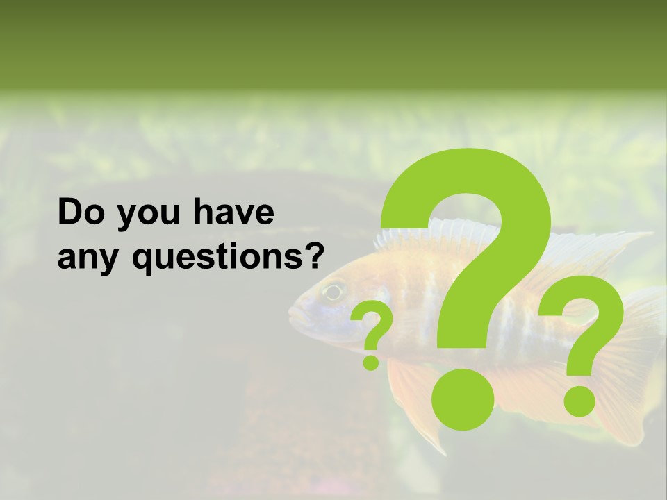 Beautiful African Cichlid (Red Peacock) Swimming In The Aquarium. Lots Of Bright Orange. PowerPoint Template