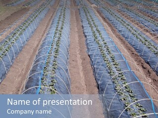 Perspective In A Strawberry Culture During Spring. PowerPoint Template