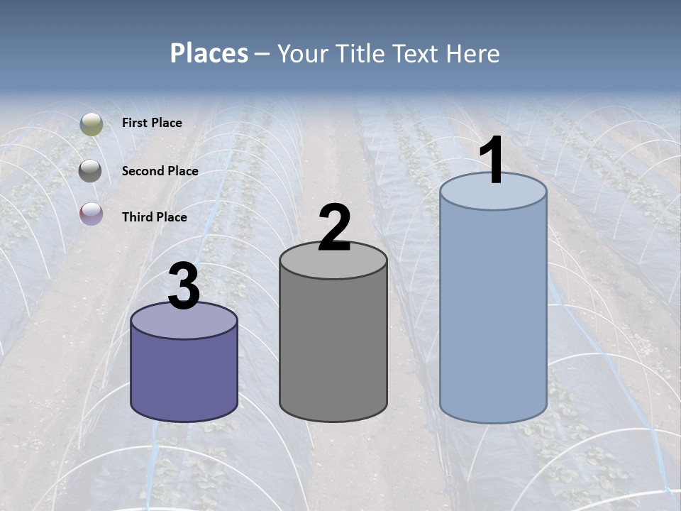 Perspective In A Strawberry Culture During Spring. PowerPoint Template
