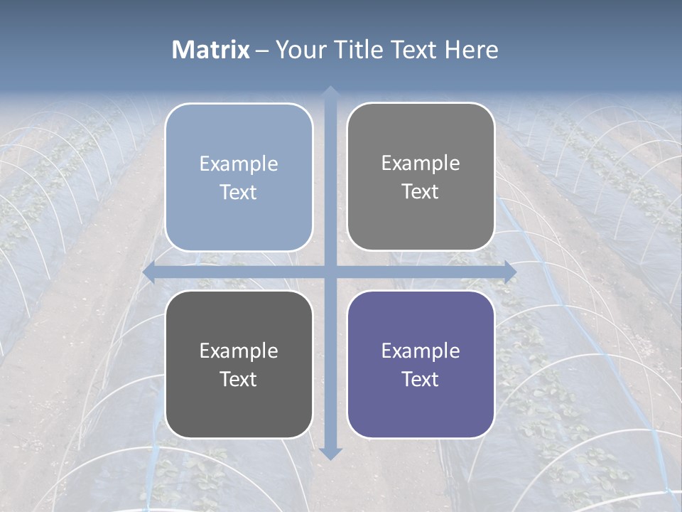 Perspective In A Strawberry Culture During Spring. PowerPoint Template