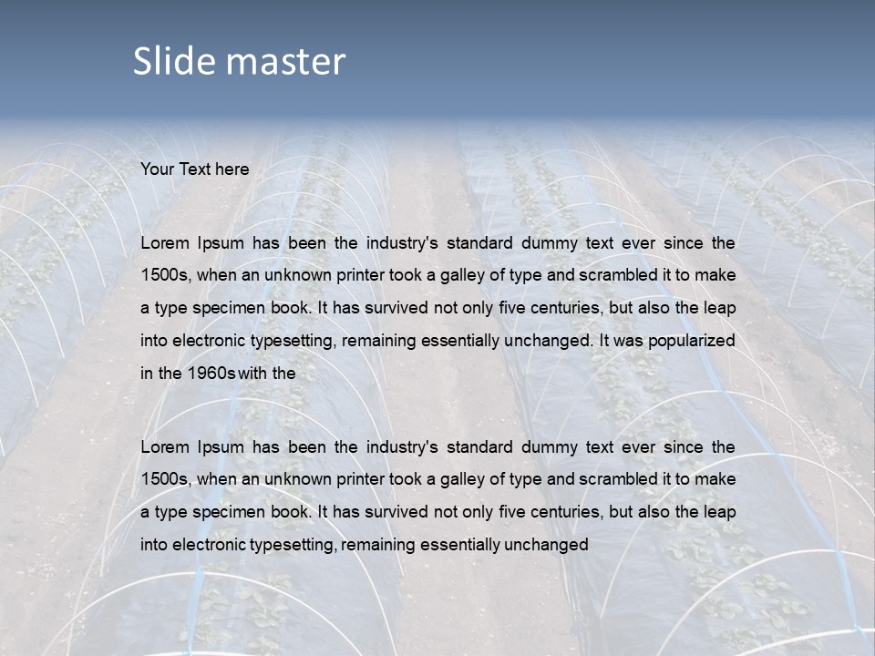 Perspective In A Strawberry Culture During Spring. PowerPoint Template