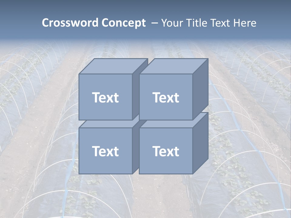 Perspective In A Strawberry Culture During Spring. PowerPoint Template