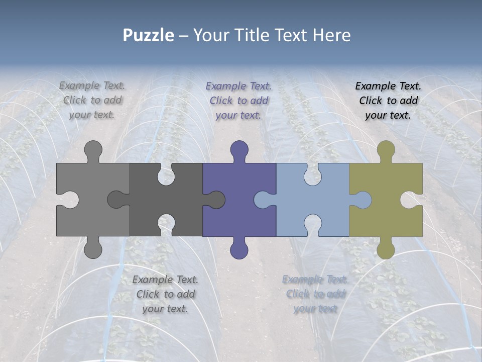 Perspective In A Strawberry Culture During Spring. PowerPoint Template