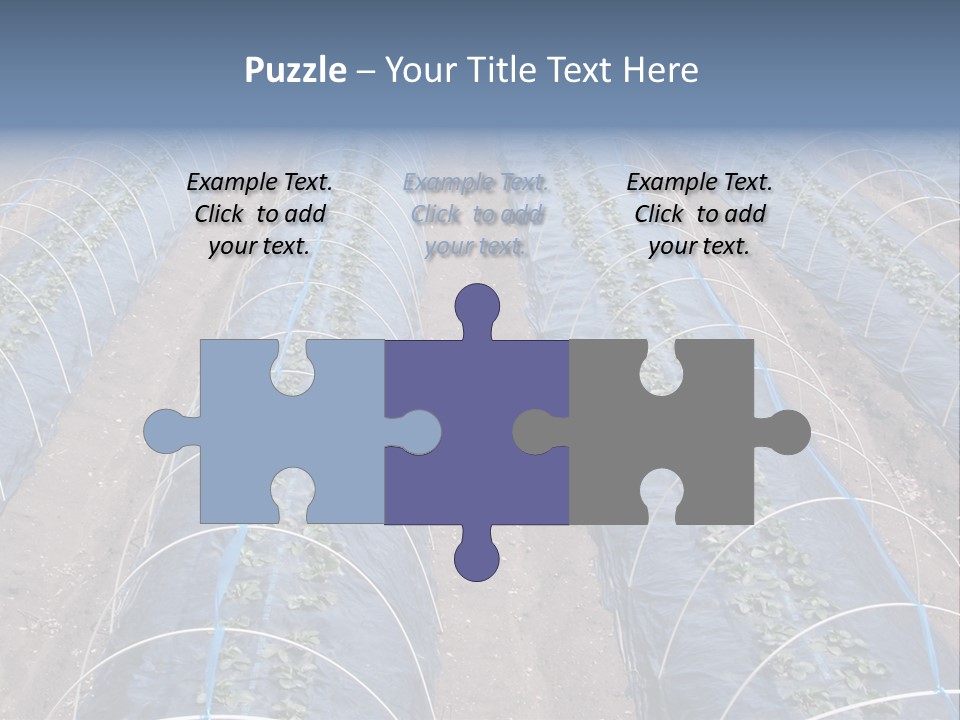 Perspective In A Strawberry Culture During Spring. PowerPoint Template