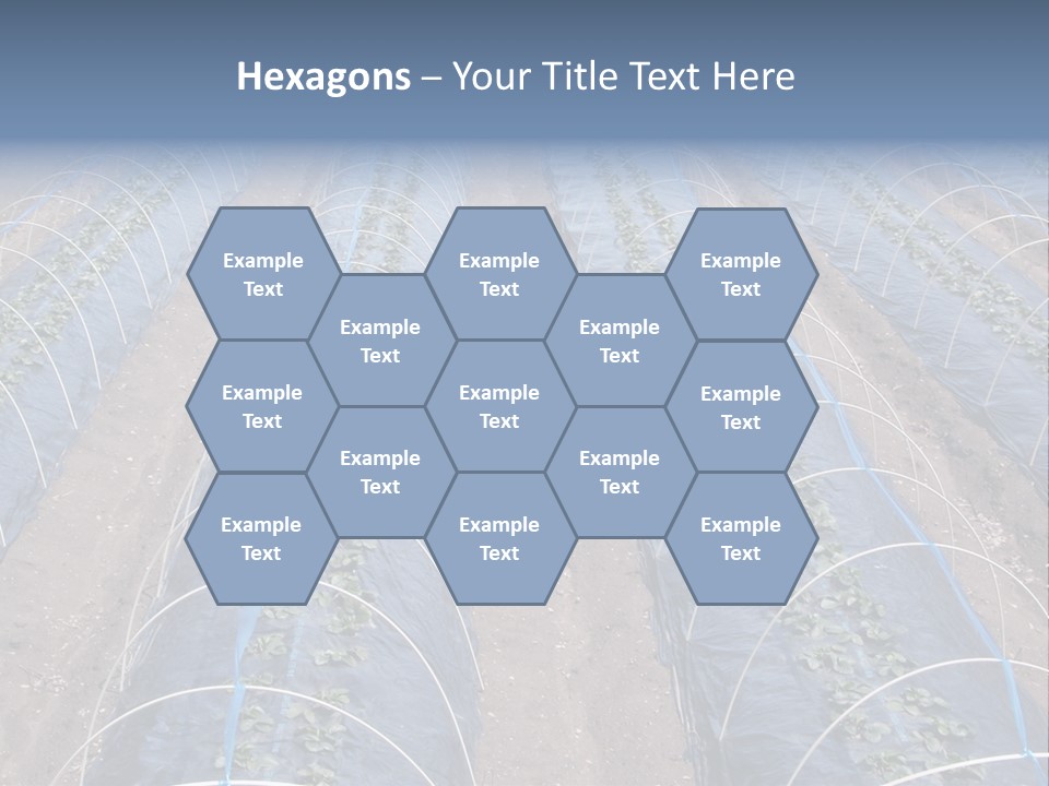 Perspective In A Strawberry Culture During Spring. PowerPoint Template