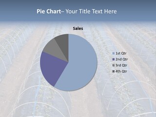 Perspective In A Strawberry Culture During Spring. PowerPoint Template