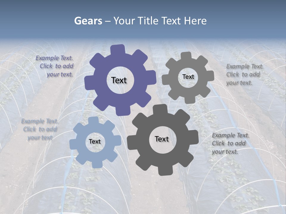 Perspective In A Strawberry Culture During Spring. PowerPoint Template