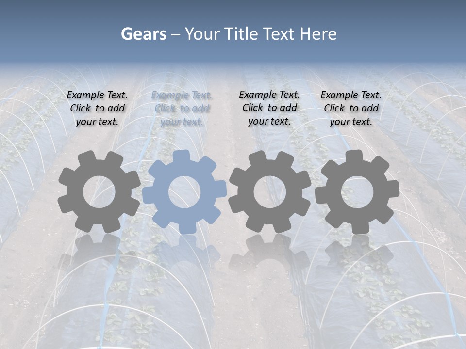 Perspective In A Strawberry Culture During Spring. PowerPoint Template