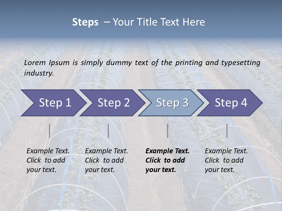 Perspective In A Strawberry Culture During Spring. PowerPoint Template