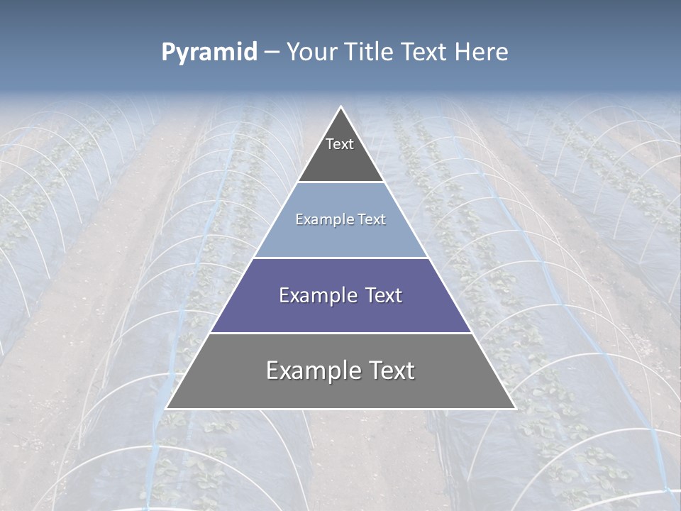 Perspective In A Strawberry Culture During Spring. PowerPoint Template