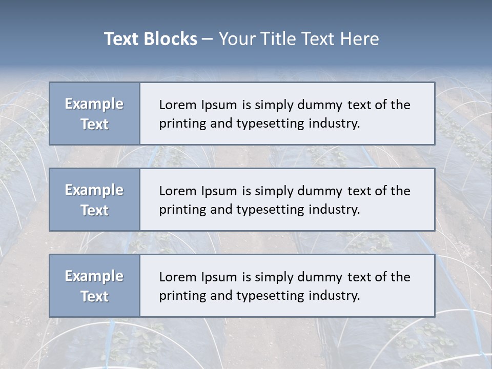 Perspective In A Strawberry Culture During Spring. PowerPoint Template