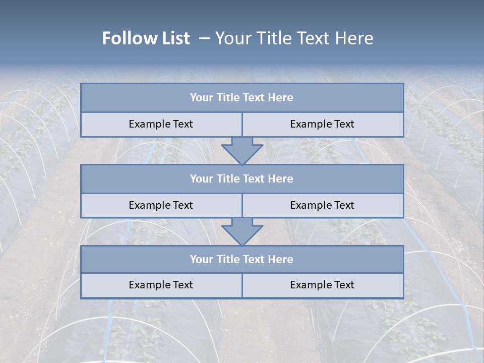 Perspective In A Strawberry Culture During Spring. PowerPoint Template
