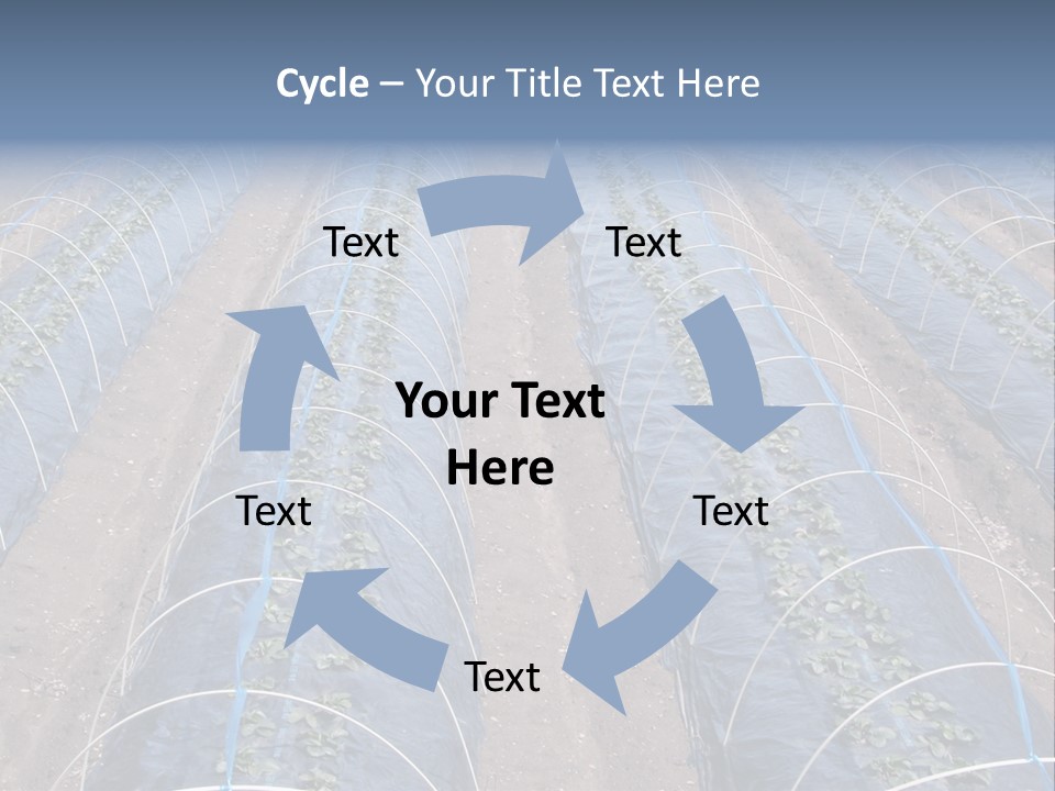 Perspective In A Strawberry Culture During Spring. PowerPoint Template