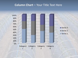 Perspective In A Strawberry Culture During Spring. PowerPoint Template