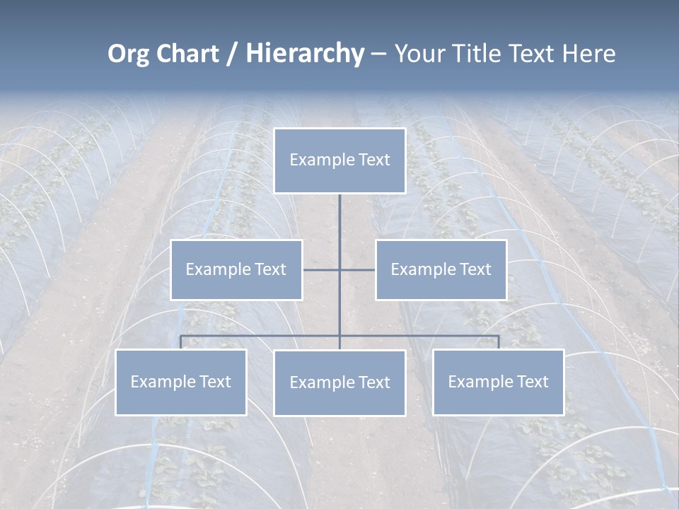Perspective In A Strawberry Culture During Spring. PowerPoint Template