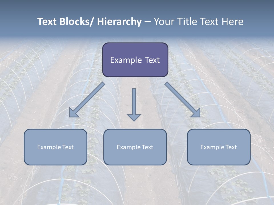 Perspective In A Strawberry Culture During Spring. PowerPoint Template