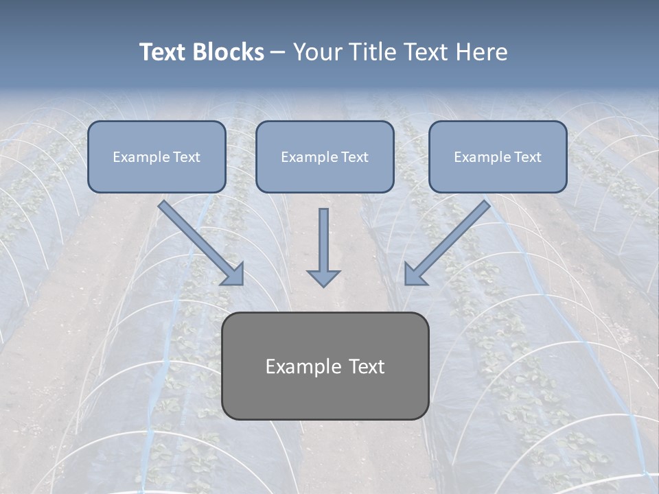Perspective In A Strawberry Culture During Spring. PowerPoint Template