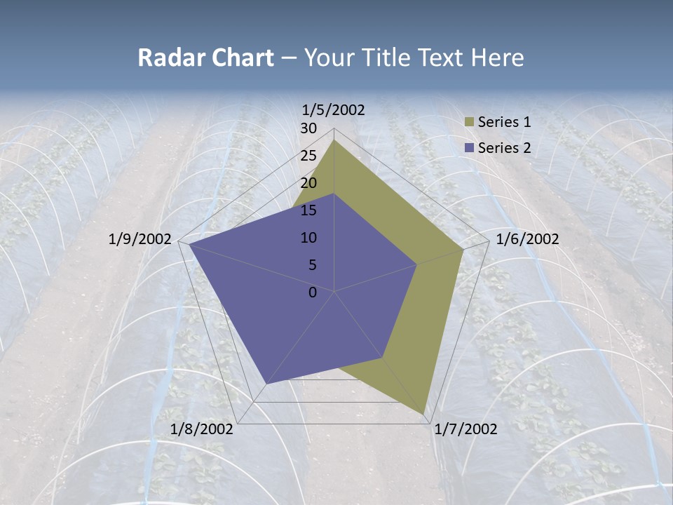 Perspective In A Strawberry Culture During Spring. PowerPoint Template