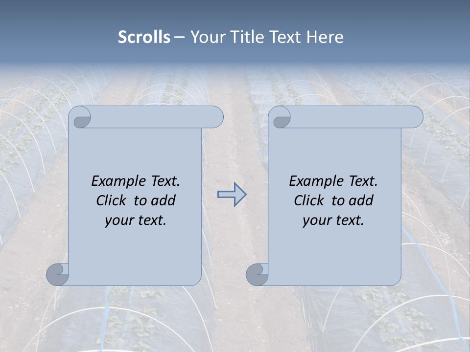 Perspective In A Strawberry Culture During Spring. PowerPoint Template
