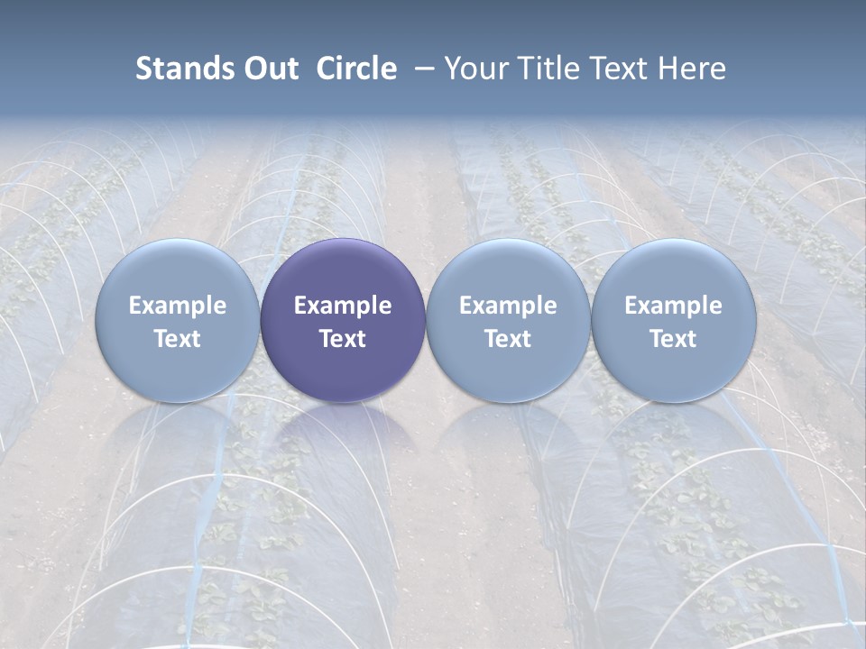 Perspective In A Strawberry Culture During Spring. PowerPoint Template