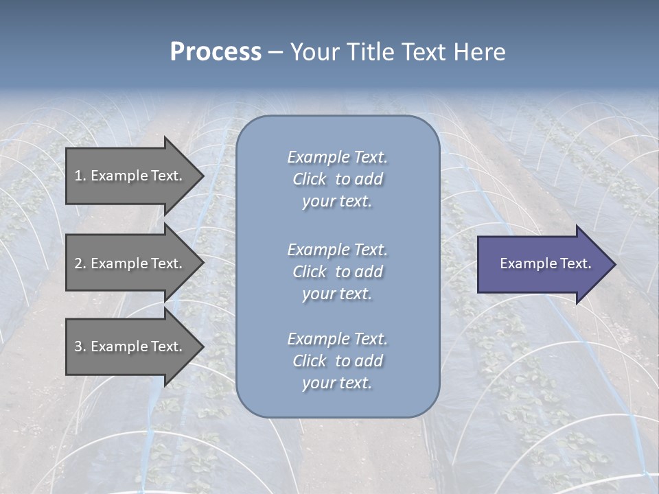Perspective In A Strawberry Culture During Spring. PowerPoint Template
