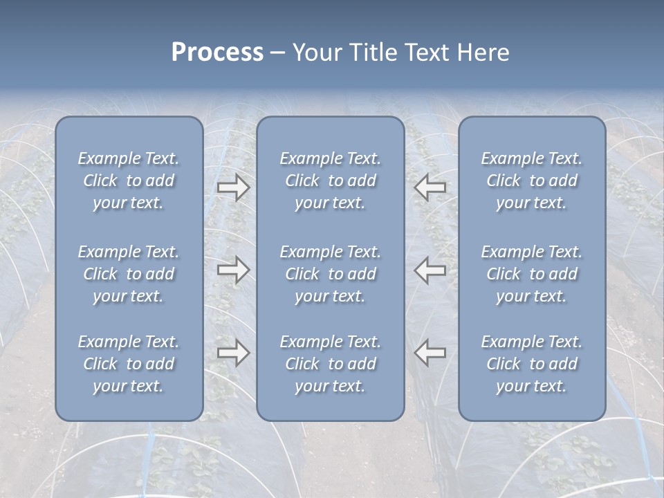 Perspective In A Strawberry Culture During Spring. PowerPoint Template