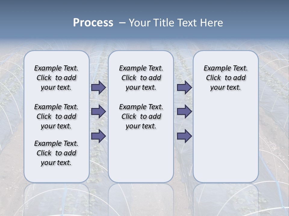 Perspective In A Strawberry Culture During Spring. PowerPoint Template