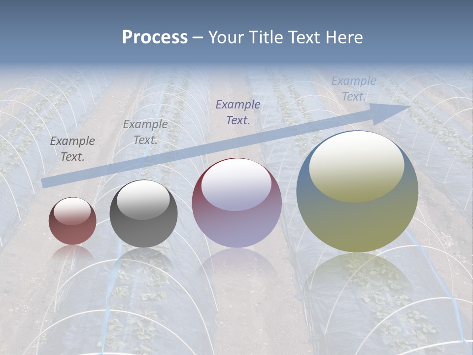 Perspective In A Strawberry Culture During Spring. PowerPoint Template