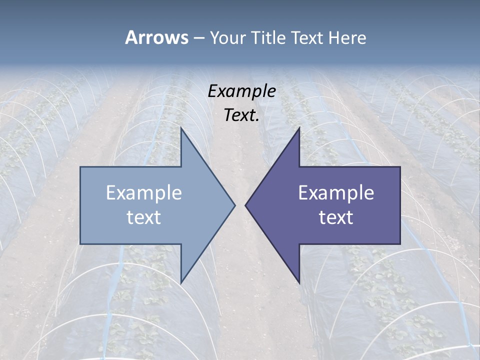 Perspective In A Strawberry Culture During Spring. PowerPoint Template