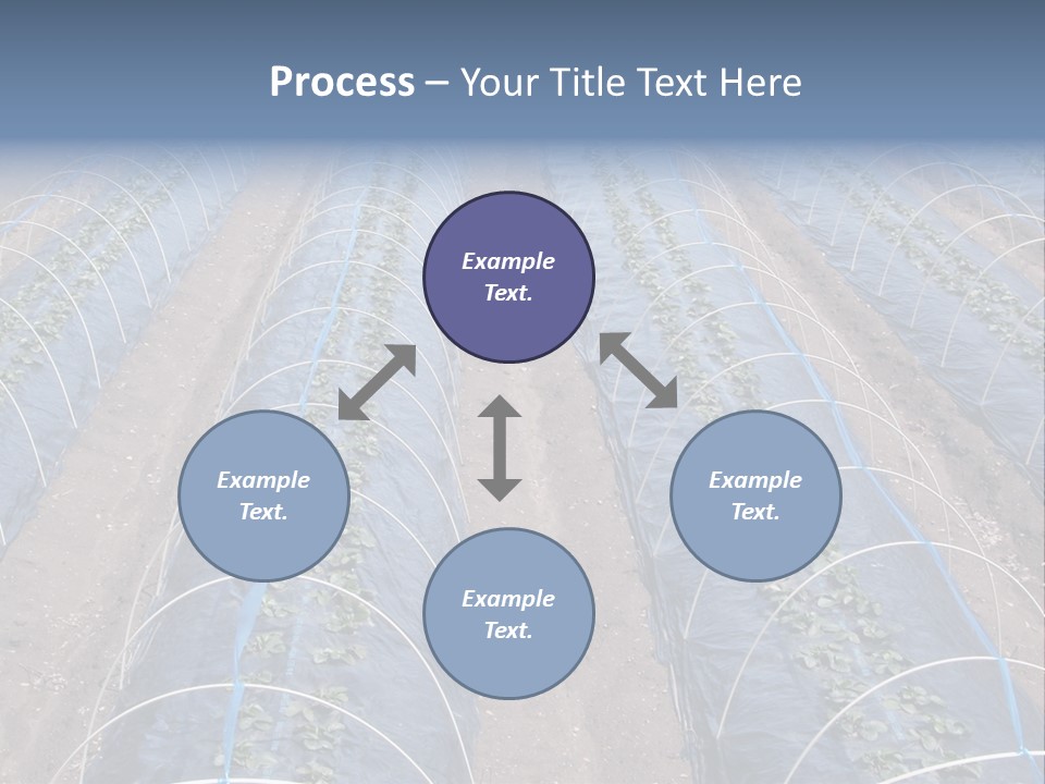 Perspective In A Strawberry Culture During Spring. PowerPoint Template