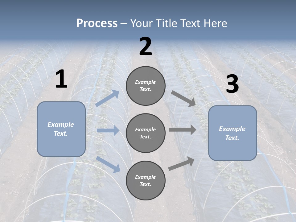 Perspective In A Strawberry Culture During Spring. PowerPoint Template