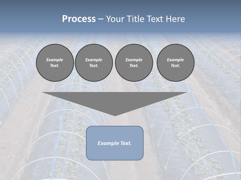 Perspective In A Strawberry Culture During Spring. PowerPoint Template