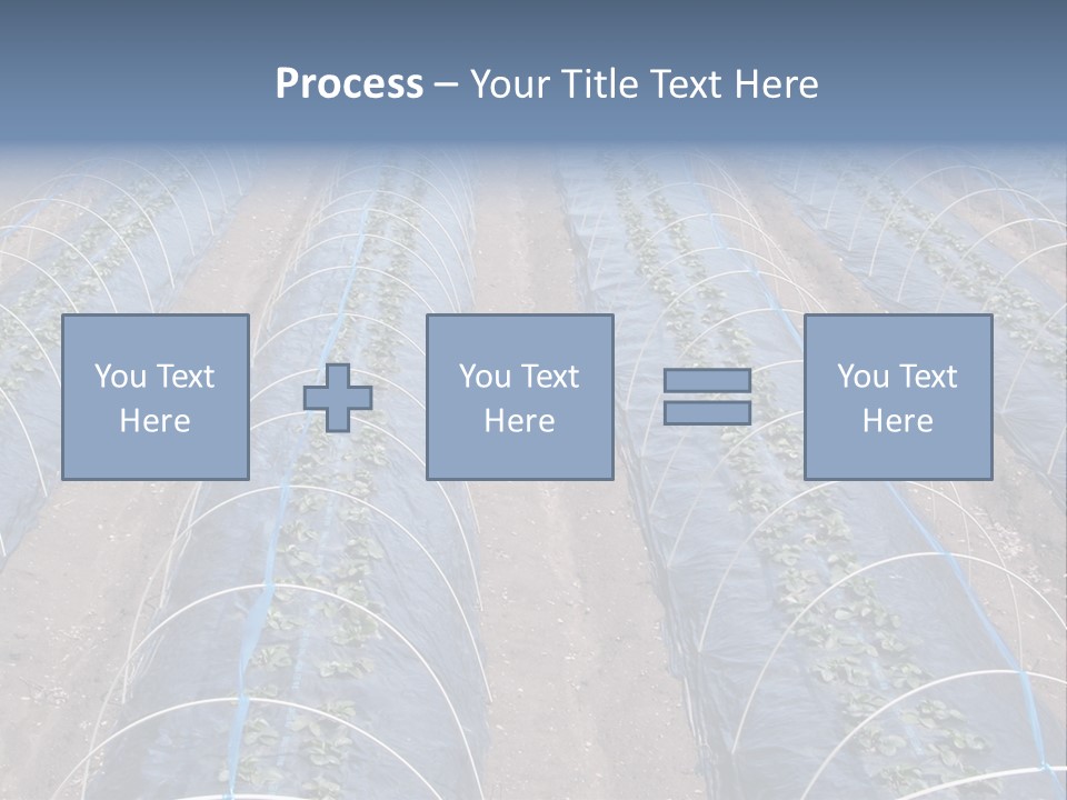Perspective In A Strawberry Culture During Spring. PowerPoint Template