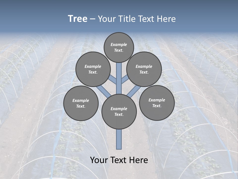 Perspective In A Strawberry Culture During Spring. PowerPoint Template