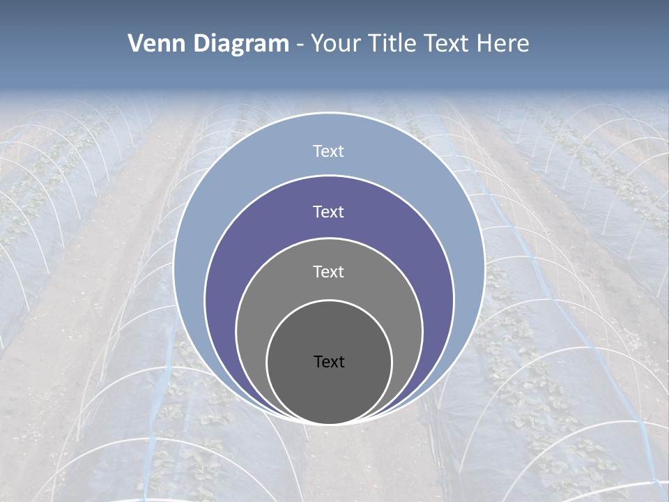 Perspective In A Strawberry Culture During Spring. PowerPoint Template