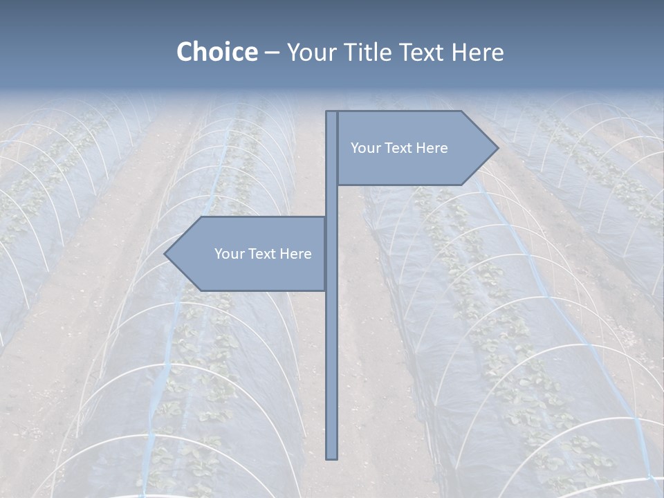 Perspective In A Strawberry Culture During Spring. PowerPoint Template