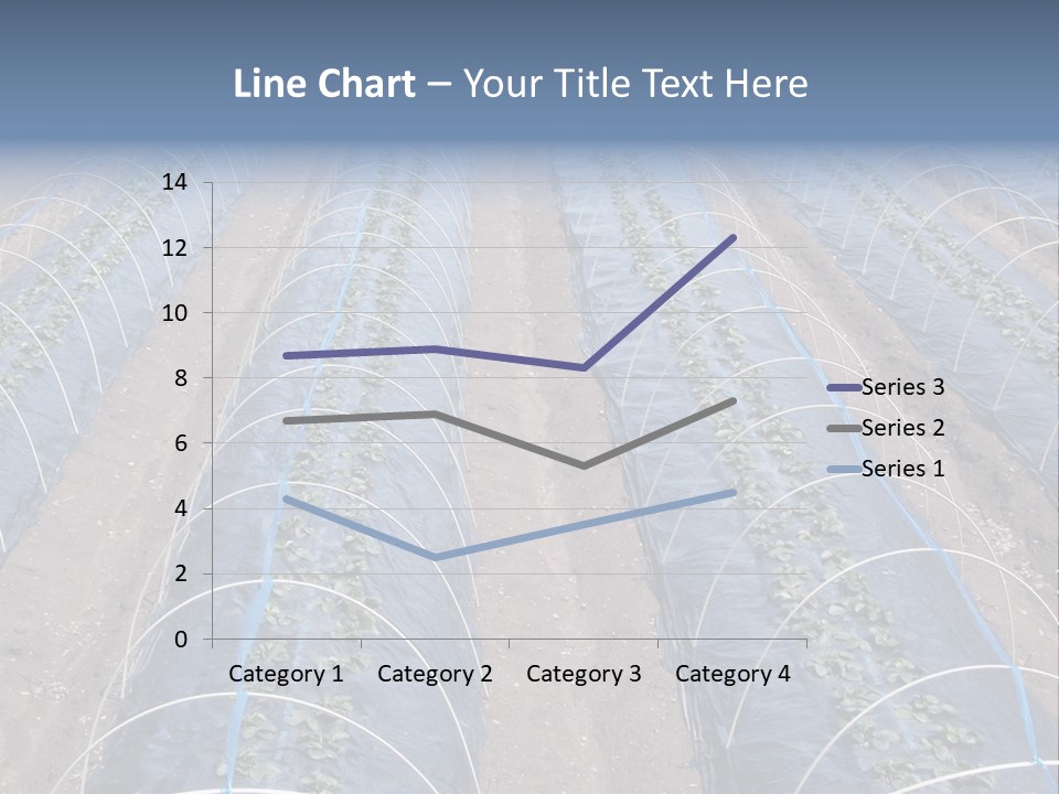 Perspective In A Strawberry Culture During Spring. PowerPoint Template