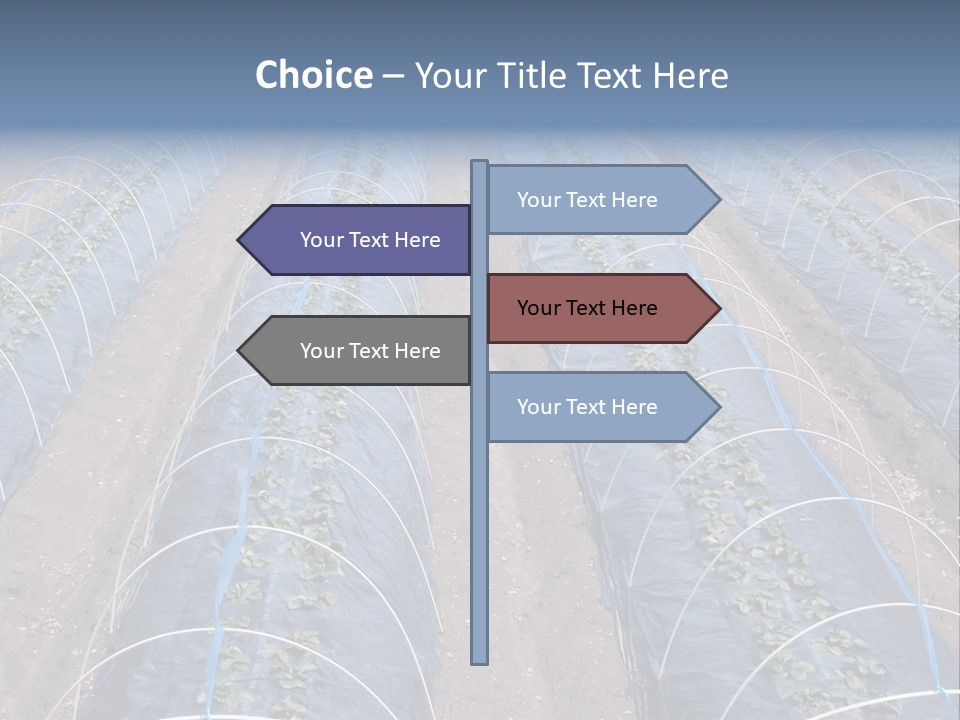 Perspective In A Strawberry Culture During Spring. PowerPoint Template