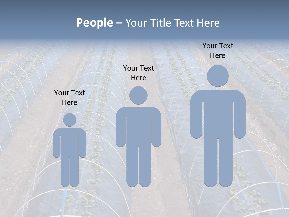 Perspective In A Strawberry Culture During Spring. PowerPoint Template