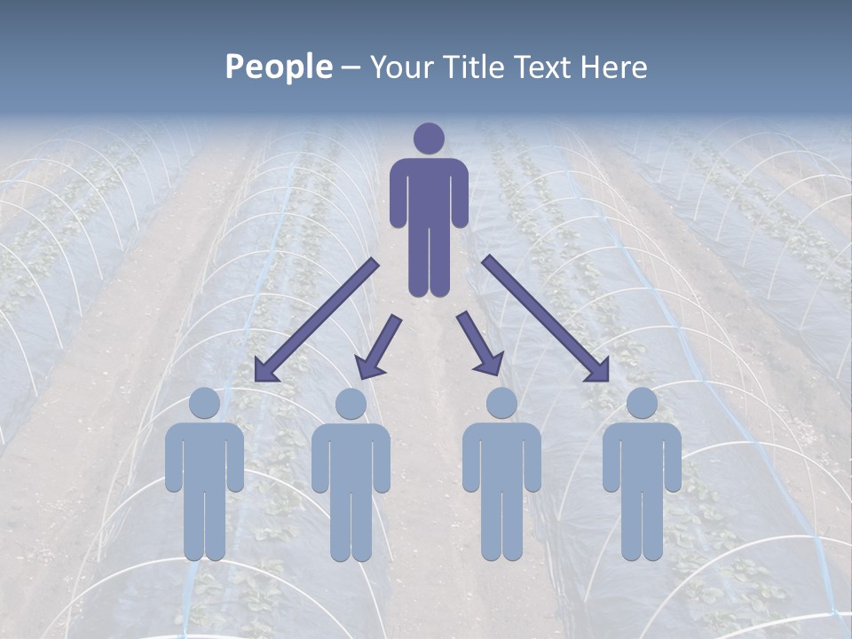 Perspective In A Strawberry Culture During Spring. PowerPoint Template